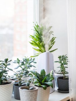 Ultrasonic humidifier among houseplants. Flower pots with succulent plants on windowsill. Water steam moisturizes dry air at home. Electric device for comfort atmosphere in living room.