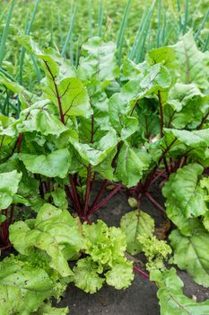 Beet in open ground. Green fresh leaves of edible beetroot plant. Gardening at spring and summer. Growing organic food.