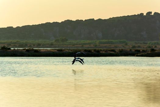 Wildlife scenery view with beautiful flamingos flying at sunset in gialova lagoon, Messinia, Greece.
