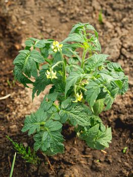 Potato in open ground. Green fresh leaves of edible plant. Gardening at spring and summer. Growing organic food.