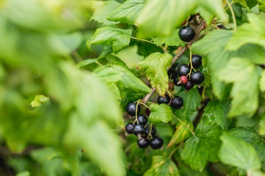 Bush of black currant in open ground. Green fresh leaves and black berries of edible plant. Gardening at spring and summer. Growing organic food.