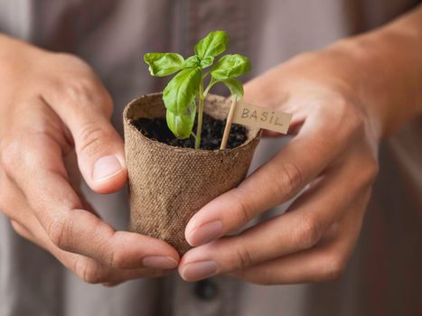 Woman holds basil seedlings in peat pots. Spring sale in mall and flower shops. Season of growing seedlings and planting plants in ground. Botanical hobby.