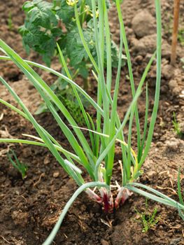 Onion in open ground. Green fresh leaves of edible plant. Gardening at spring and summer. Growing organic food.