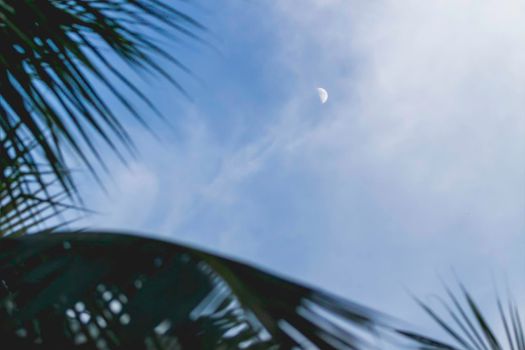 Clear blue sky with Moon in broad daylight. View on Earth's satellite through palm tree leaves.