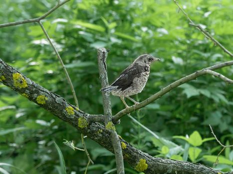 Little thrush is perching on tree branch. Small brown bird among green foliage. Spring season.