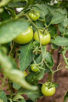 Green tomatoes on shrub. Gardening. Agriculture. Growing vegetables in greenhouses and open air.