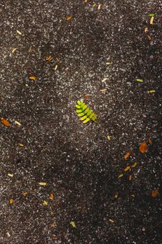 Bright green leaf on dark wet asphalt pavement. Top view on fallen leaves. Autumn background.