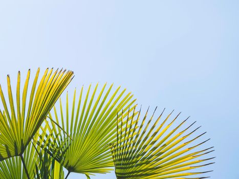 Sun shines on palm tree leaves. Tropical tree with fresh green foliage. Clear blue sky background. Copy space.