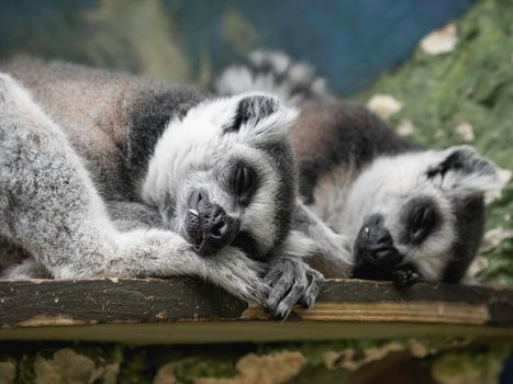 Sleeping pair of ring-tailed lemur or lemur catta. Grey fluffy animals have a nap on wooden plank.