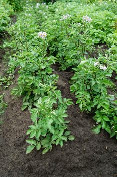 Potato in open ground. Green fresh leaves of edible plant. Gardening at spring and summer. Growing organic food.