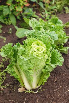 Salad in open ground. Green fresh leaves of edible plant. Gardening at spring and summer. Growing organic food.