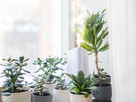 Ultrasonic humidifier among houseplants. Flower pots with succulent plants on windowsill. Water steam moisturizes dry air at home. Electric device for comfort atmosphere in living room.