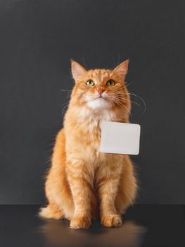 Cute ginger cat with curious expression on face and clear white badge posing on black background. Copy space on empty paper name tag.