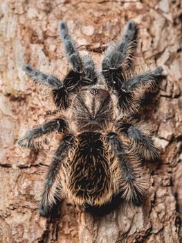Top view on female Tarantula spider. Big hairy Arachnida on brown tree bark.
