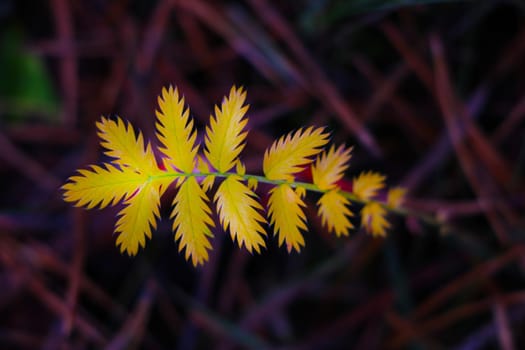 Yellowed fern in the forest in autumn. Change of seasons. Yellow autumn foliage. Out of focus