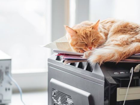 Cute ginger cat sleeps on computer tower. Fluffy pet relaxes on system unit. Domestic animal has a rest on hard drive.