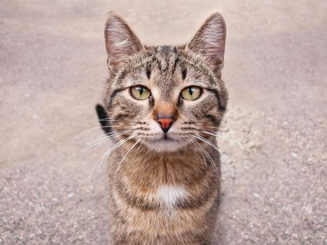 Close up portrait of stray cat sitting on asphalt pavement. Homeless animal stares in camera. Fluffy cat wants to be domestic pet. Pet adoption concept.