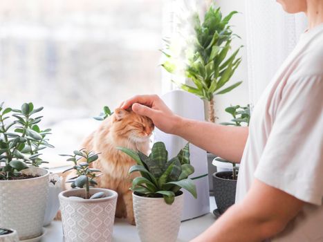 Man strokes cute ginger cat. Ultrasonic humidifier among houseplants. Flower pots with succulent plants on windowsill. Water steam moisturizes dry air at home. Electric device and fluffy pet.