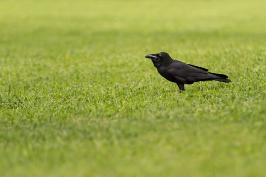 Black common raven or Corvus corax stands still on lawn with short green grass.