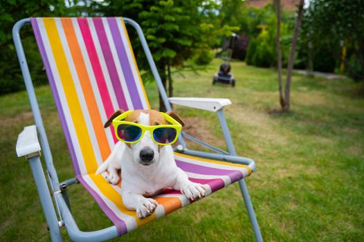 Jack russell terrier dog in sunglasses is resting on a sun lounger. Summer vacation concept