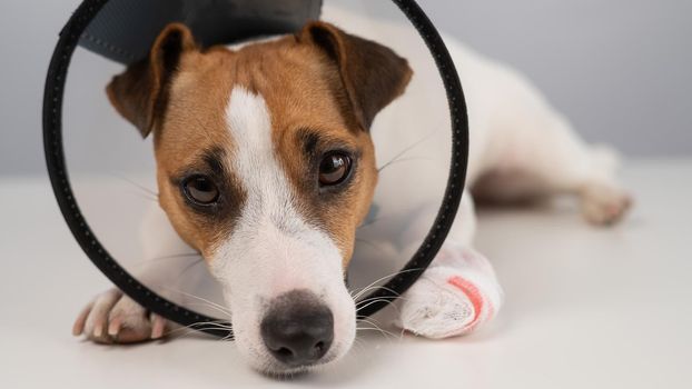Jack Russell Terrier dog with a bandaged paw in a cone collar