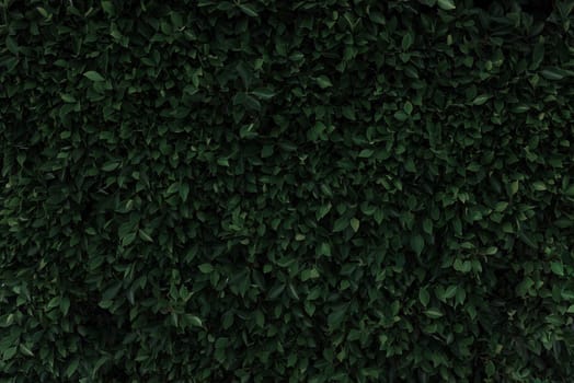 Fantasy and mystery dark green leafy background. Texture. High resolution. wall
