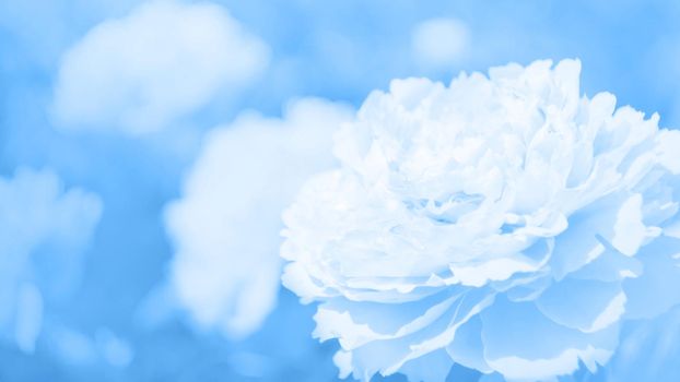 Classic blue, toned image. Flowers of peony in the soft light with bokeh and filters, floral background
