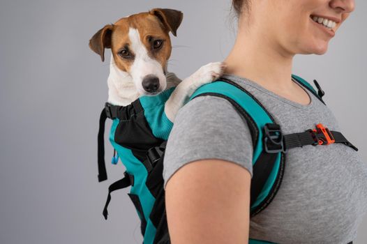 Caucasian woman carries jack russell terrier dog in her backpack