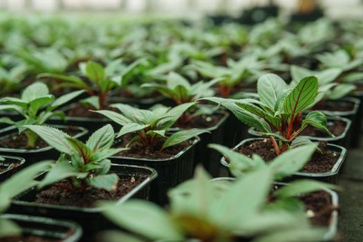 Greenhouse with a large variety of green plants. The concept of planting crops in spring. Pots with seedlings of green plants.