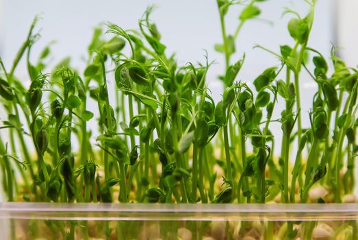 Microgreen pea sprouts isolate on a white background. Selective focus. nature.