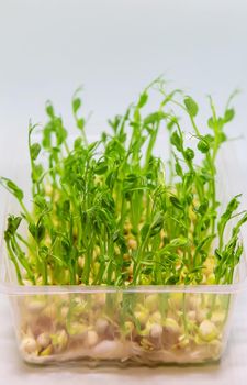 Microgreen pea sprouts isolate on a white background. Selective focus. nature.