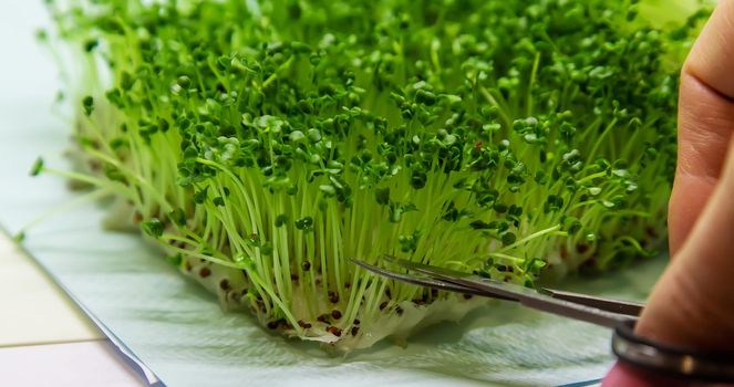 Microgreen in a container close-up. Selective focus. Young spring crop of arugula.selectiv focus .nature