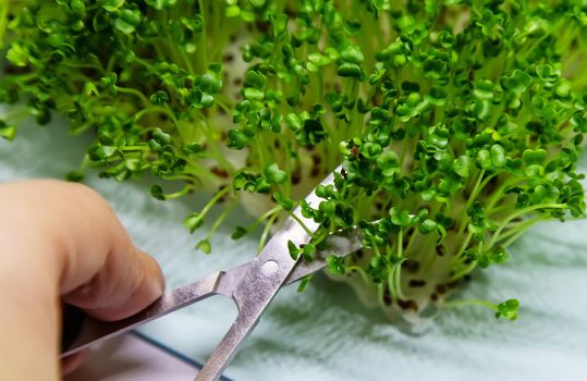 Microgreen in a container close-up. Selective focus. Young spring crop of arugula.selectiv focus .nature