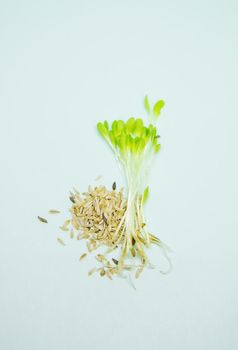 microgreen sprouts of lettuce leaves a on a white background. Selective focus. nature.