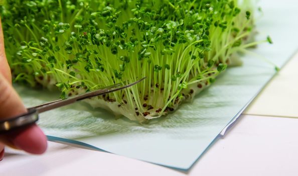 Microgreen in a container close-up. Selective focus. Young spring crop of arugula.selectiv focus .nature