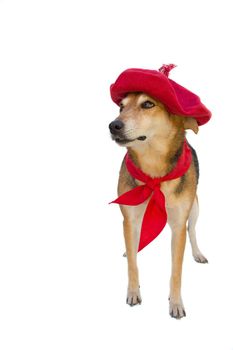 Portrait of mongrel dog with beret and red scarf on white background. San Fermin celebration