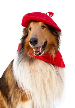 Portrait of rough collie with beret and red scarf on white background. San Fermin celebration