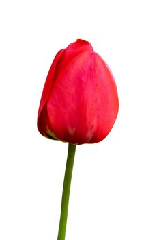 red tulip on a white background close up.