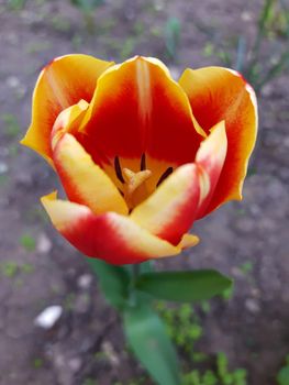 Colorful tulip flower close up on gray background.