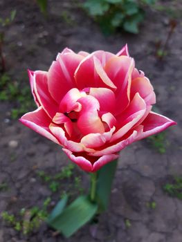 Colorful tulip flower close up on gray background.