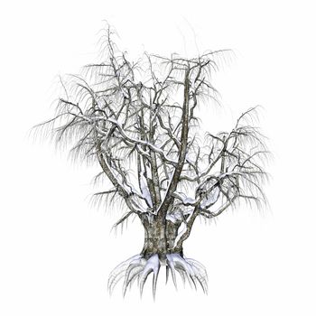 Winter tree covered with snow isolated in white background - 3D render