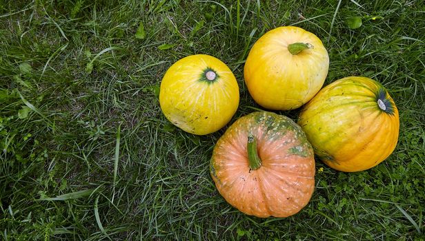 Pumpkin in the garden, orange, large and ripe, growing under sunlight