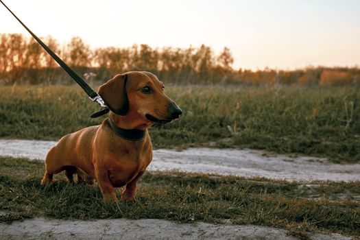 Brown mini dachshund on a leash. Walking with a dog in nature