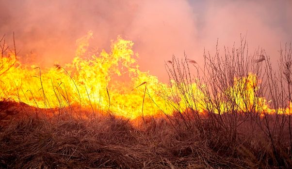 Burning old dry grass in garden. Flaming dry grass on a field. Forest fire. Stubble field is burned by farmer. Fire in the Field.