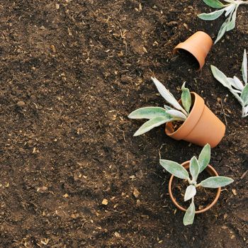 flowerpots with plants ground