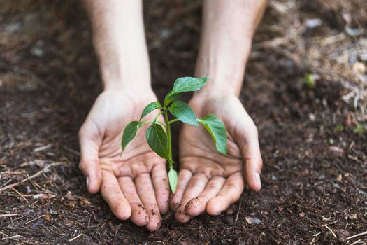 hands protecting plant