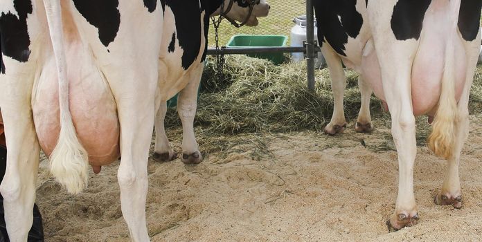 Milking complex for cows. Cow udder rear view. Two cows are standing.