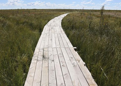 Wooden flooring of a swamp eco-trail without people, passing directly above the swamp. On a warm sunny autumn day against a blue sky with clouds.