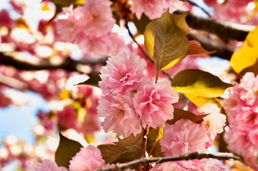 Flowers of wild cherry on tree  in springtime-sweet cherry or bird cherry -flowering plant in the rose family