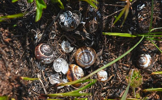 The ashes of a wild snail shell burned after a forest fire. Forest land after a fire with burnt grass and black branches of plants